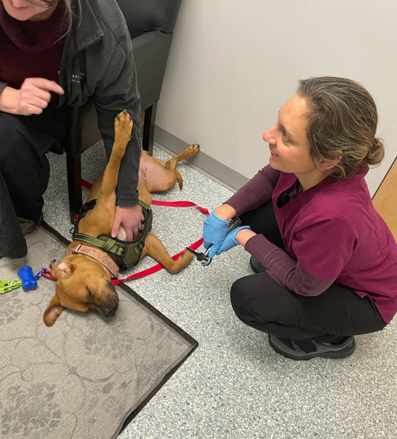 Mobile_About_Us_Watch_and_Left A brown dog lies belly-up on the floor with a harness and red leash, looking relaxed. One person pets the dog while another, wearing scrubs and gloves, kneels nearby, smiling.