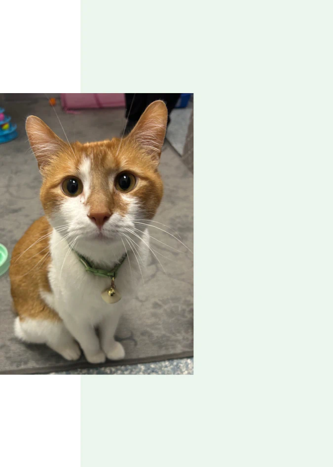 Mobile_About_Us_Watch_and_Right A ginger and white cat with big eyes and a green collar with a bell sits on a gray carpet, looking up at the camera. The background includes part of a room with toys.
