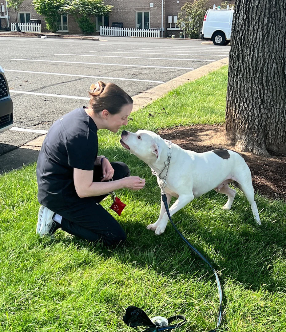 A woman kneels on grass in a sunny parking lot, smiling as a white dog with brown spots gently touches her face with its nose. The dog is on a leash and both appear happy and relaxed near a tree.