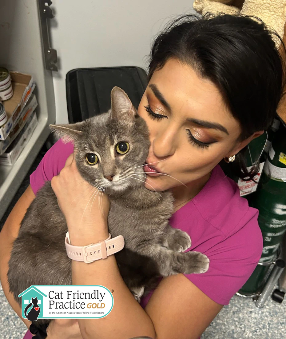 A woman in pink scrubs hugs and kisses a gray cat in a clinic setting. The cat looks toward the camera. A “Cat Friendly Practice Gold” badge is visible in the lower corner of the image.
