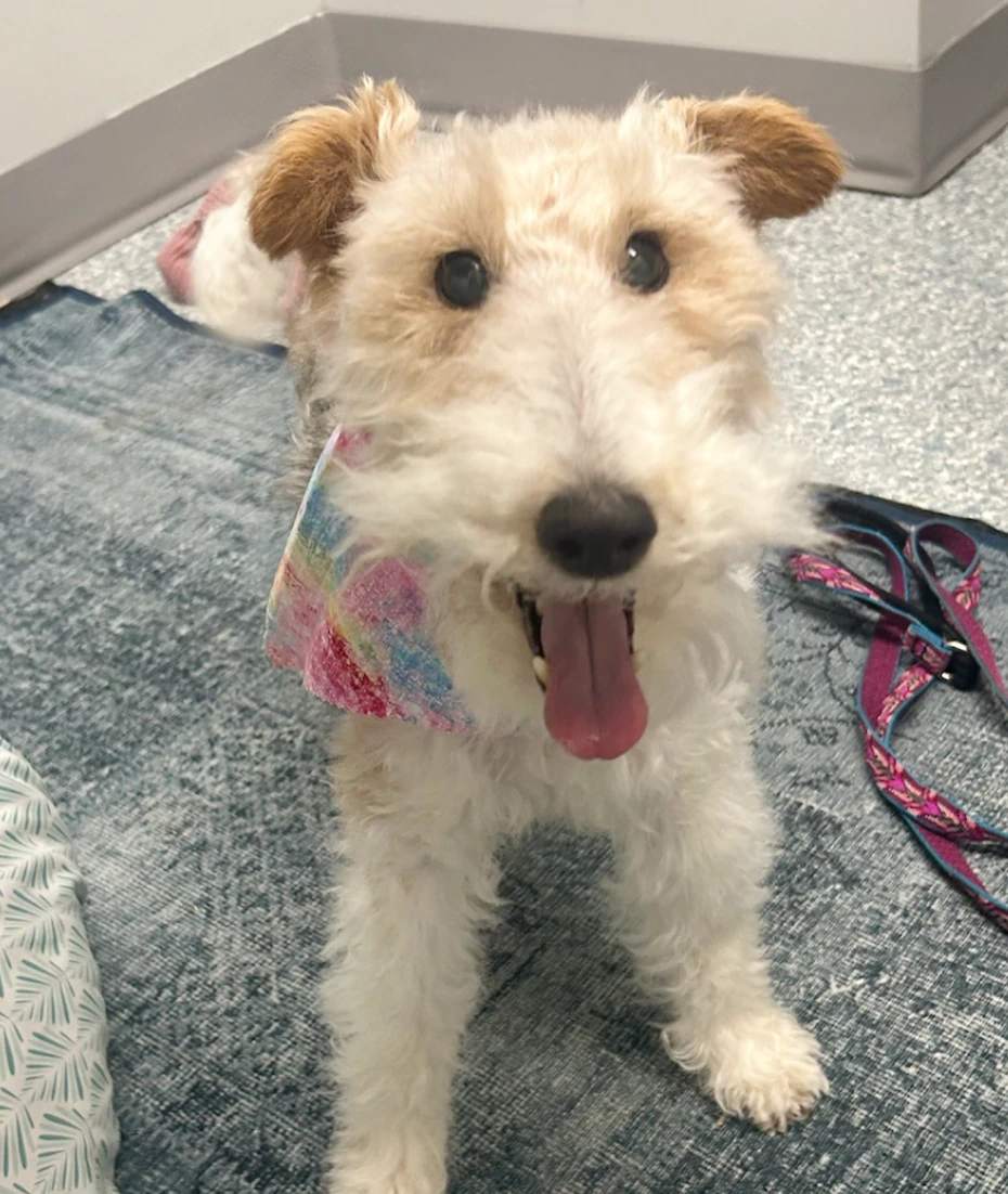 A happy dog with wiry white and tan fur stands on a blue rug, wearing a colorful bandana and looking up with its mouth open and tongue out. A leash and bed are nearby on the floor.