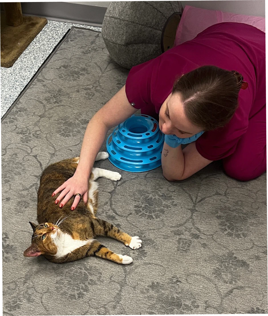 A woman in maroon scrubs lies on a gray carpeted floor, gently petting a relaxed tabby cat with white paws. A blue toy is nearby, and the setting appears to be a veterinary or animal care facility.