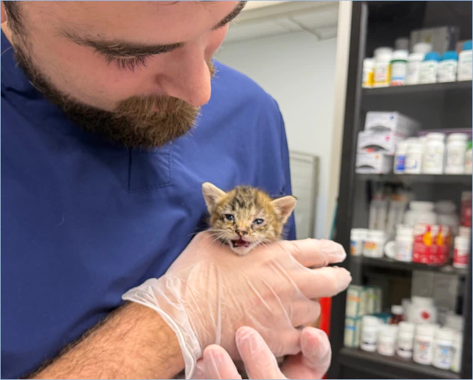 Veterinarian holding a kitten