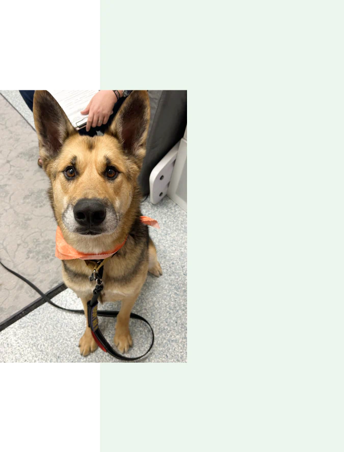Mobile_Services_Caring_For_Senior_Right A brown and black dog with pointy ears and an orange bandana sits on a gray floor, looking up at the camera. A person’s hand and part of a leash are visible in the background.