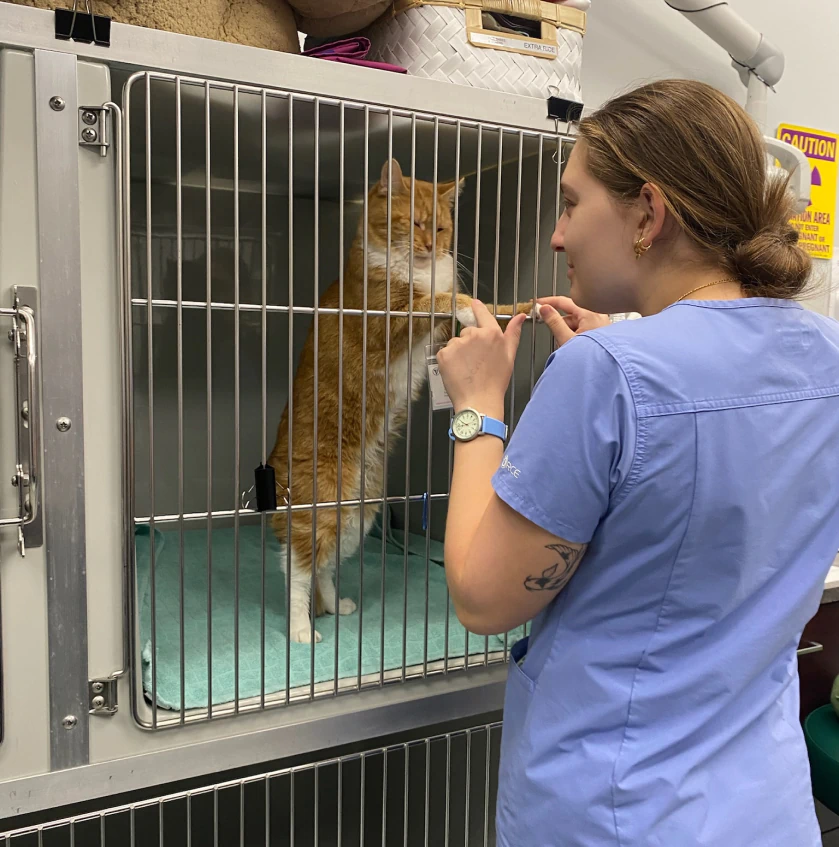 Pre-Anesthetic Bloodwork