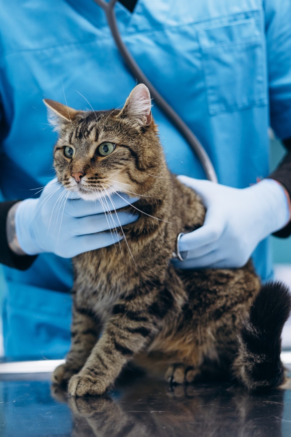 A veterinarian in blue scrubs and gloves examines a brown tabby cat with a stethoscope at a Veterinary X-Ray appointment in Fairfax