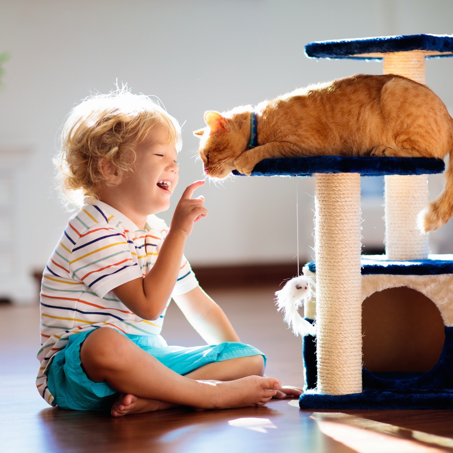 AdobeStock_250311752 v2 A young boy touches the nose of an orange tabby cat aftera soft tissue pet surgery in Fairfax VA