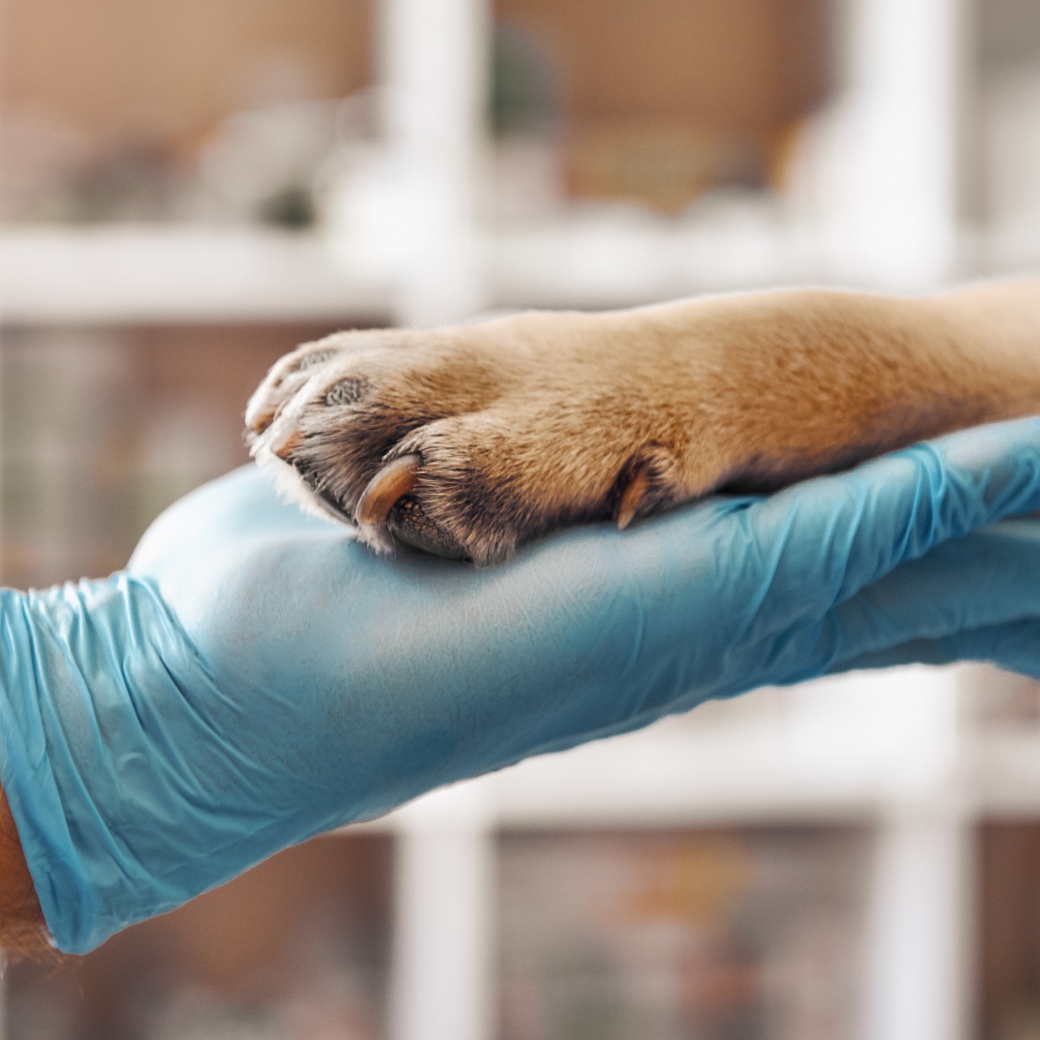 A veterinarian holds the paw of a dog at a Veterinary Radiograph appointment in Fairfax
