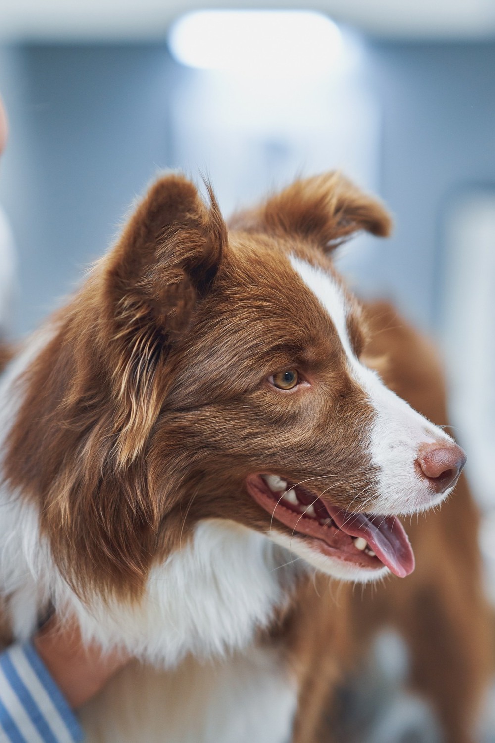AdobeStock_489859490 v2 Vet smiles while holding a brown and white border collie at a veterinary soft tissue surgery in Fairfax